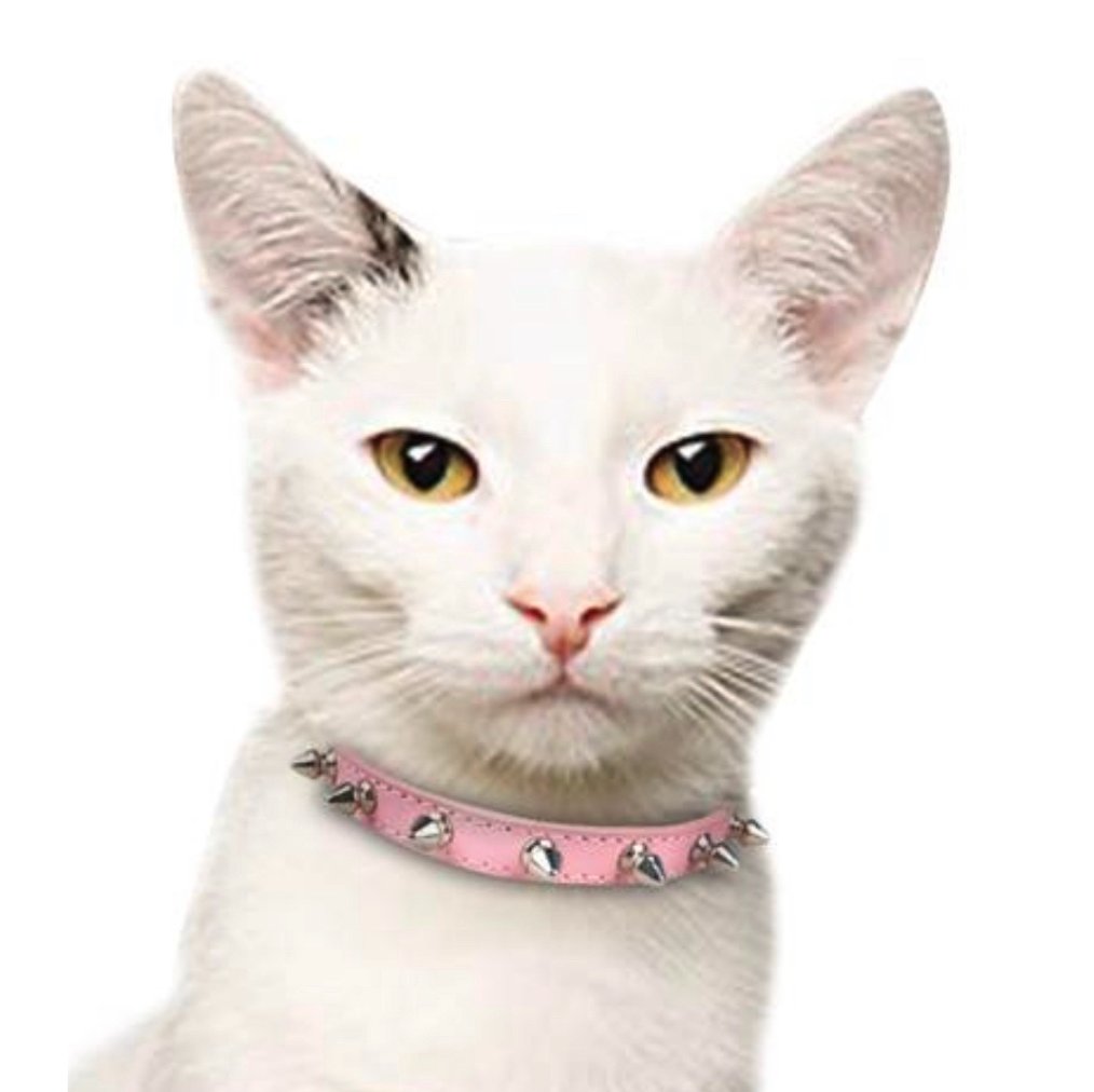 White cat in a pink studded leather collar