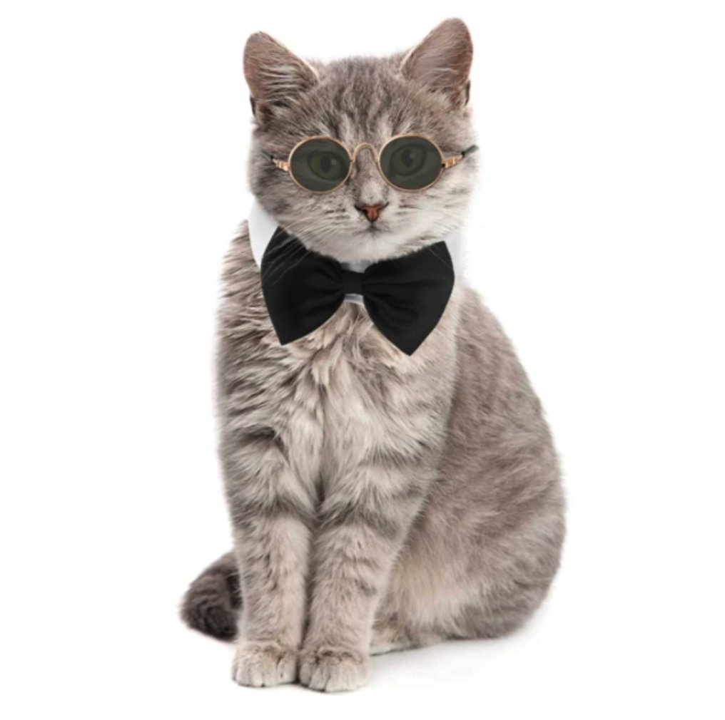 Cat in round sunglasses and a black bow tie