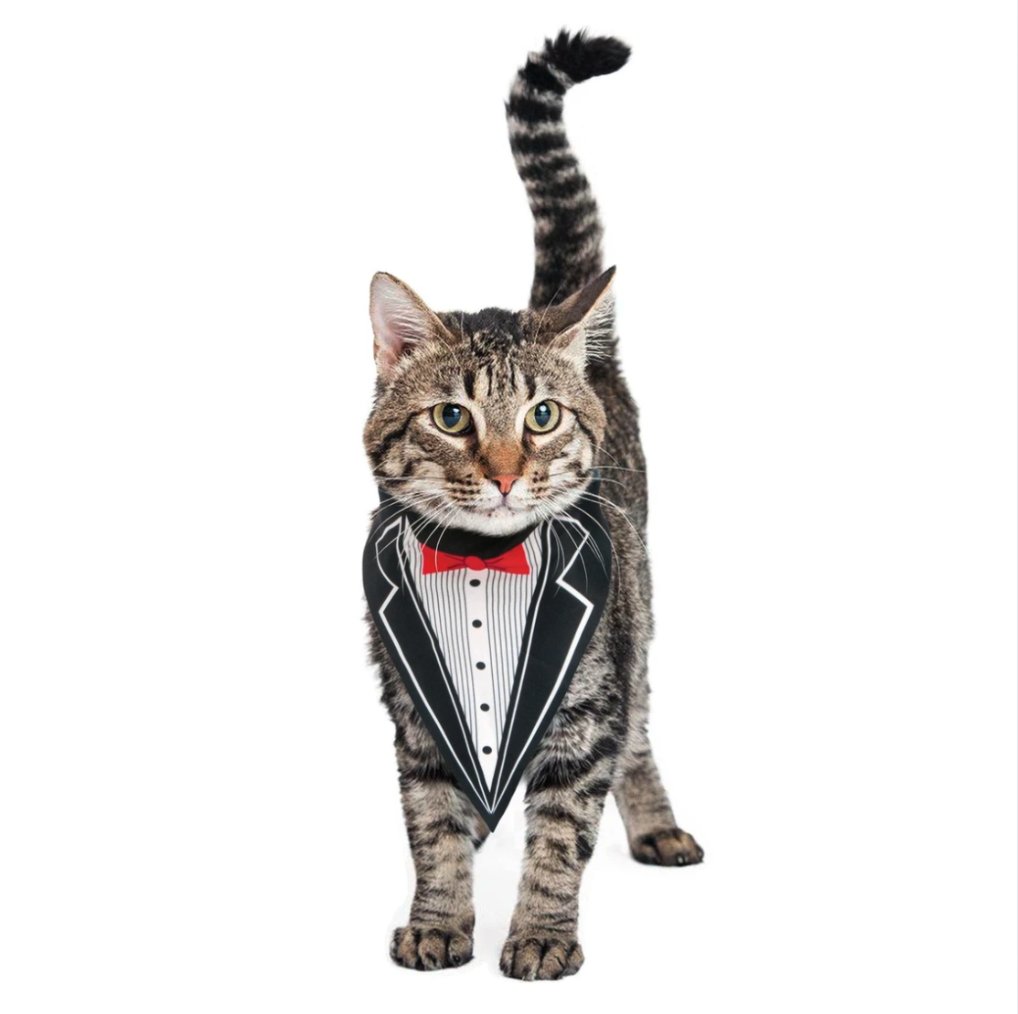 Tabby wearing the tuxedo bandana with a red bow tie